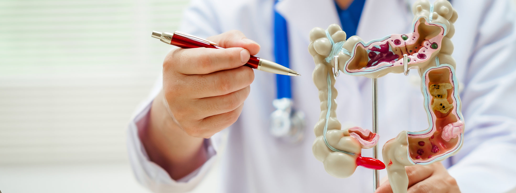 a doctor points at a model of human intestines with a pen