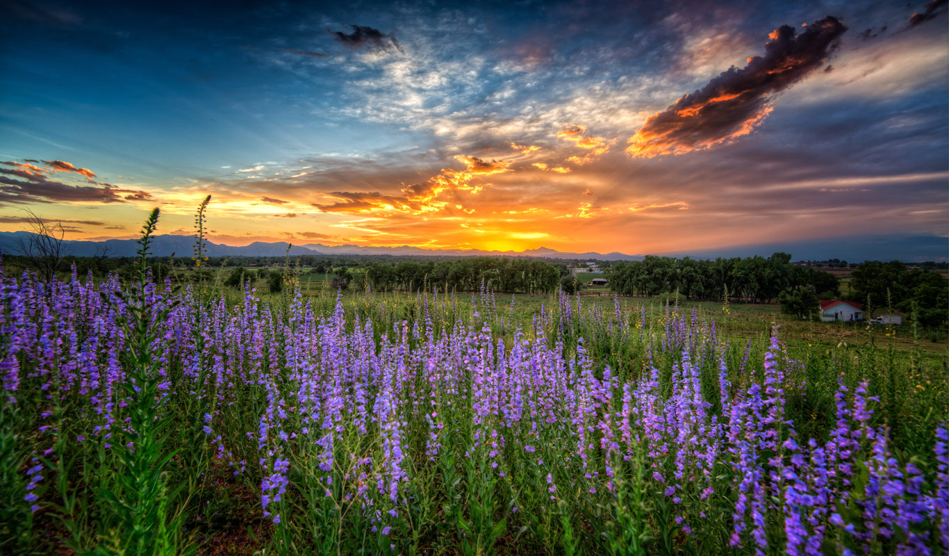 Landscape photo of purple wildflowers in Colorado